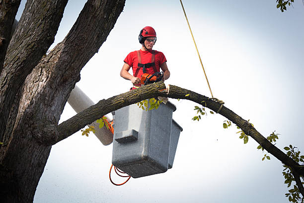 Best Tree Care Services  in Rm Beach, WA